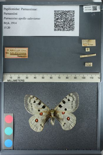 Media type: image;   Entomology 175386